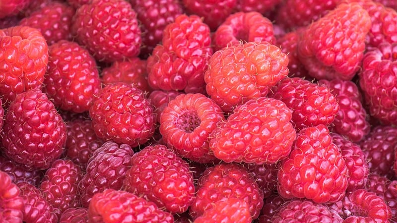 Wild Berries