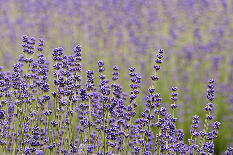 Wild Herbs